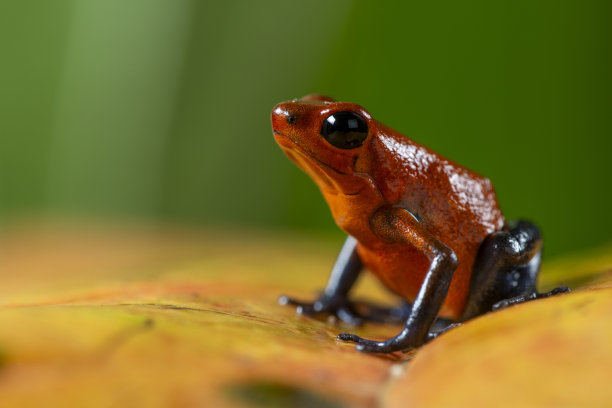 草莓毒镖蛙(Oophaga pumilio) -库存照片图片下载