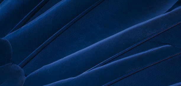 蓝色羽毛鸽子的微距照片。纹理或背景图片下载