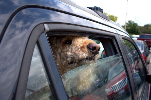 狗把鼻子伸出车窗外。图片下载