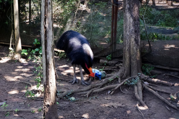 一只单梁食火鸡的选择性焦点，下午在它的围栏里寻找食物。图片下载