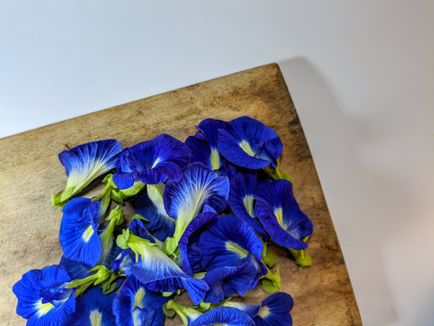 豌豆蝴蝶花或蓝豌豆，蓝铃菜，豆豆图片下载