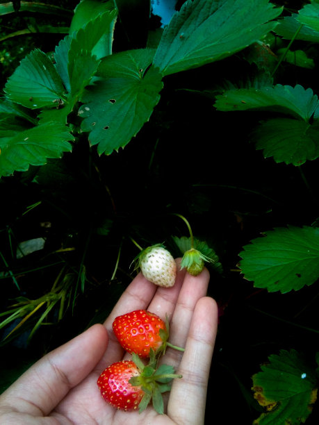 直接在树上采摘新鲜草莓，培育草莓植株图片下载