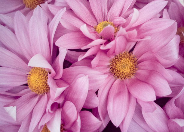 在加拿大拍摄的叶子、树、花和蘑菇的照片。图片下载