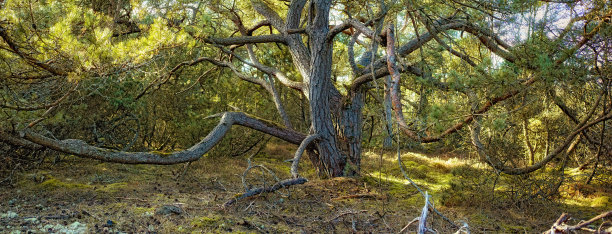 丹麦的松树图片下载