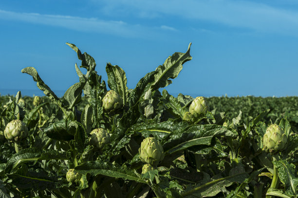乡村农场上生长的成熟朝鲜蓟特写图片下载
