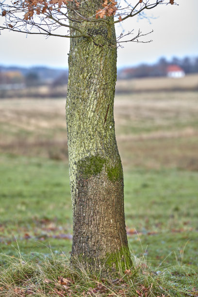 阔叶树图片下载