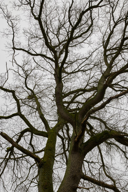阔叶树图片下载