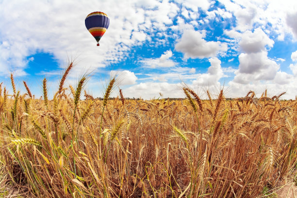 成熟的小麦田图片下载