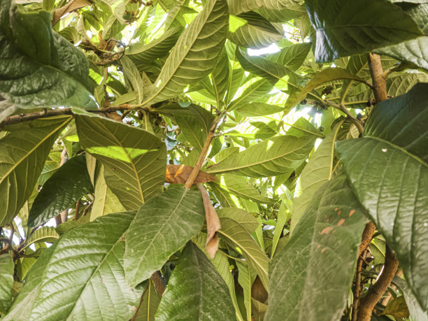 绿叶背景图片下载