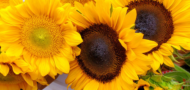 农贸市场商品-鲜花图片下载