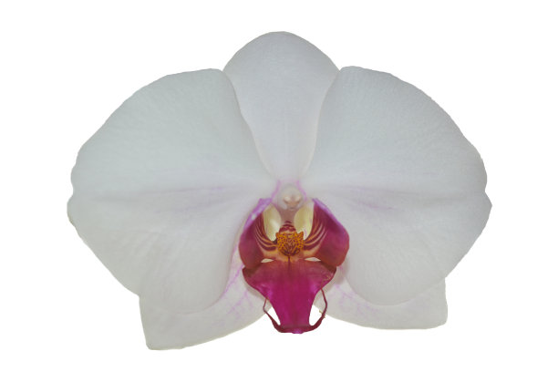 在白色背景上拍摄一朵白色兰花。兰花是白色的。图片下载