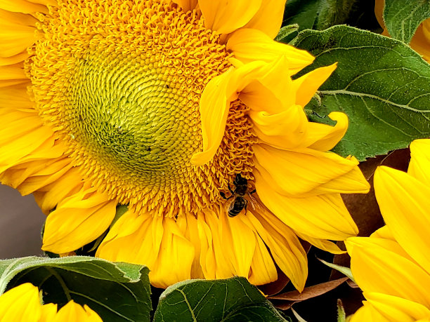 农贸市场商品-鲜花图片下载