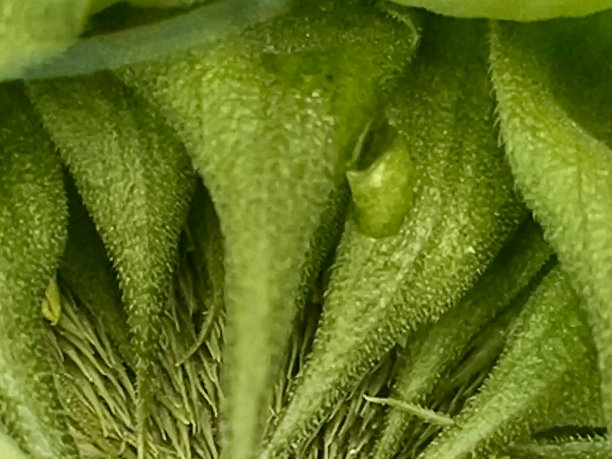 微距拍摄向日葵头上的雨滴图片下载