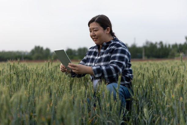一位女农民手里拿着一块碑，站在一片广阔的绿色麦田里图片下载