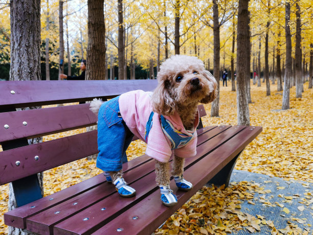秋天的银杏林里，可爱的泰迪狗在椅子上很可爱图片下载