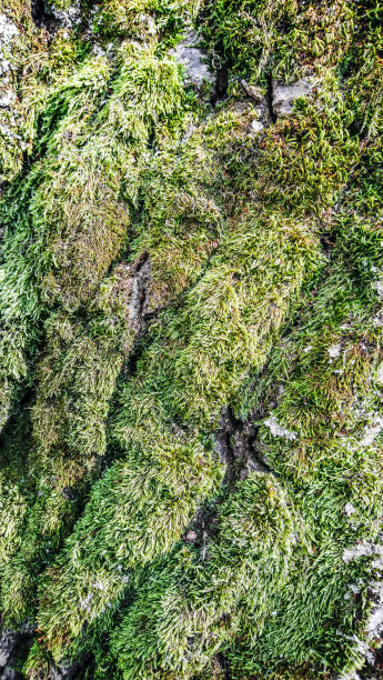 老黑杨树树皮覆盖苔藓和地衣生长细节图片下载