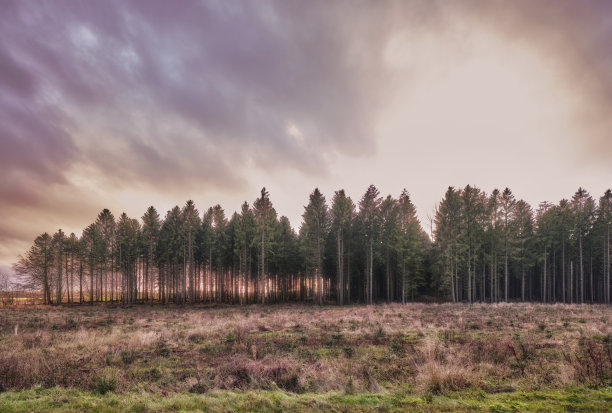 阔叶树图片下载