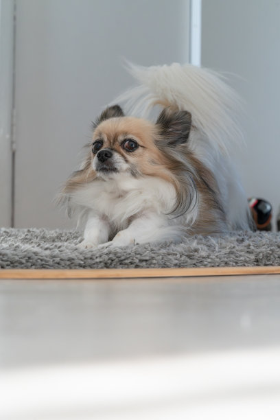 吉娃娃躺在地板上伸懒腰图片下载