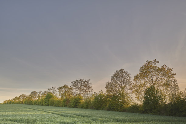 阔叶树图片下载