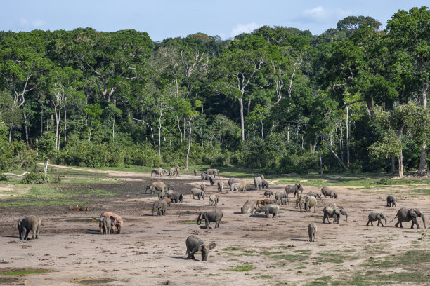 中非共和国赞加桑加的森林象和森林水牛图片下载