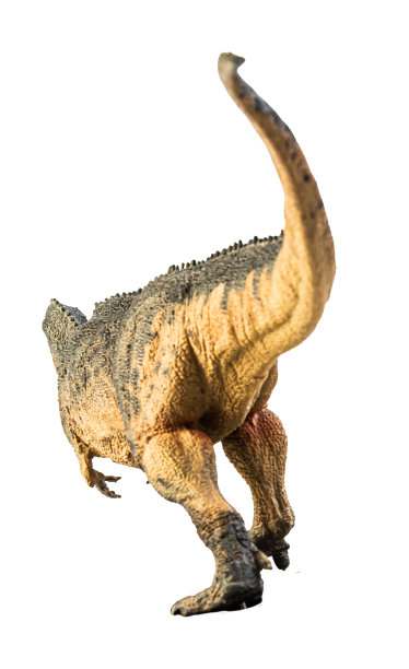 南方巨兽龙，白色背景的恐龙。剪切路径图片下载