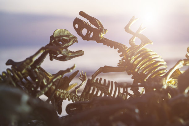 已灭绝的恐龙骨骼和头骨考古发掘，恐龙灭绝的概念图片下载