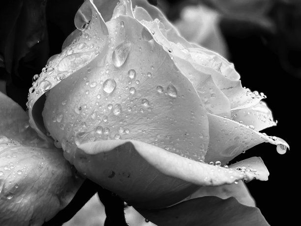 雨滴落在玫瑰花瓣上的特写图片下载