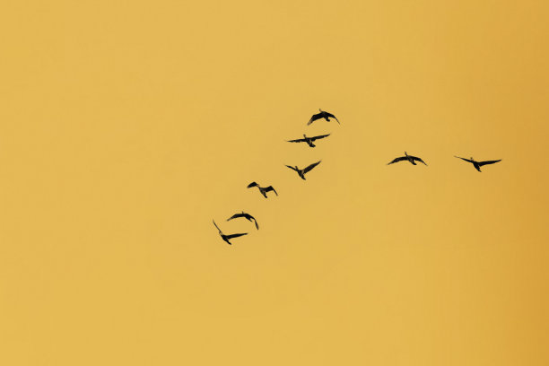 鸟儿在天空中飞翔。自然背景。图片下载