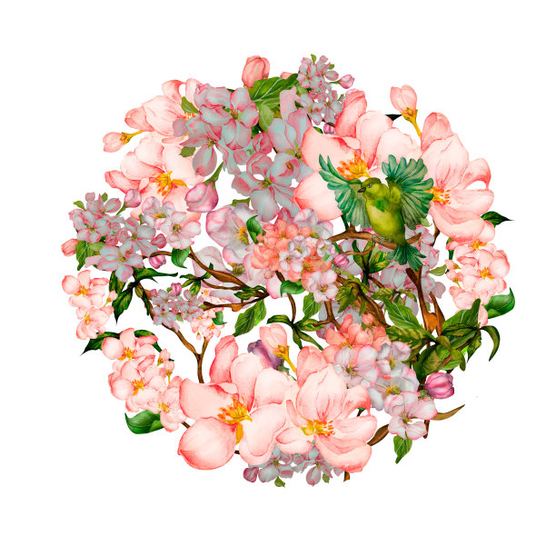 绿色的小鸟，盛开的樱桃树，白色的花球水彩画图片下载