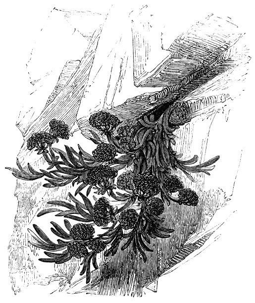 岩海蓬属植物(Crithmum Maritimum) - 19世纪图片下载