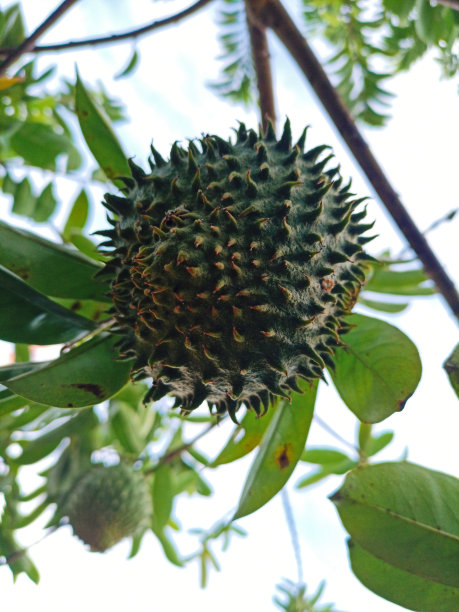 想象一下未成熟的酸菜果实图片下载