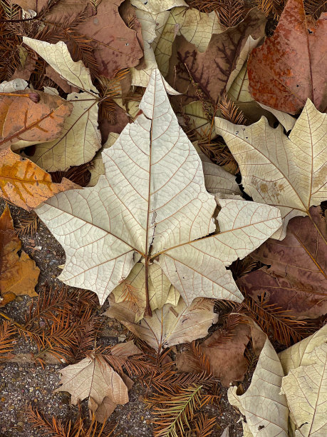 美丽的落叶季节在休斯顿，德克萨斯州图片下载