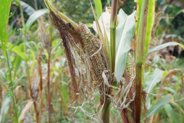 玉米不收图片下载