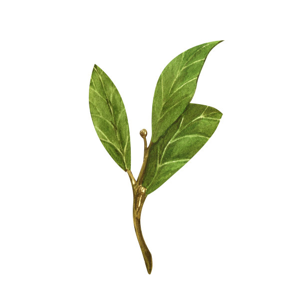 水彩月桂叶。手绘月桂叶插图。草本物体孤立在白色背景上。月桂属草本植物的月桂枝图片下载