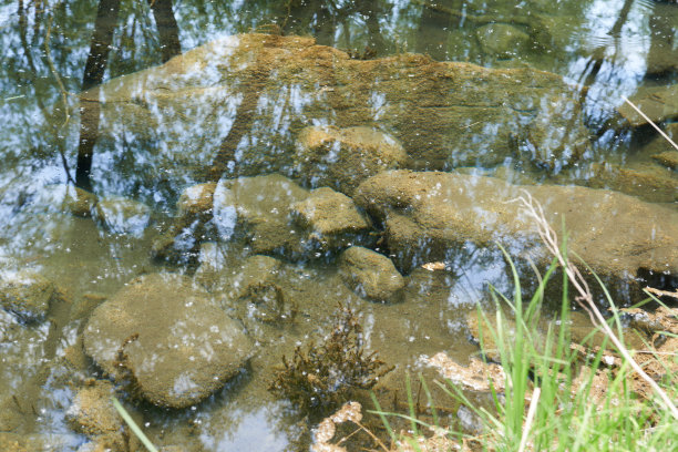 森林里有石头和草的池塘，照片的特写图片下载