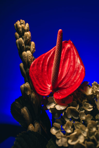 充满异国情调的花束，明亮的绿色植物与水滴和红色的花朵映衬在蓝色的背景下。图片下载