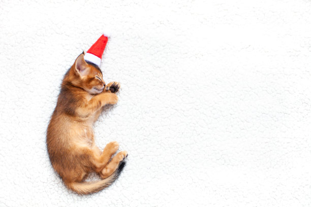 Ð“可爱的小红猫戴着圣诞老人的帽子，睡在松软的白毯子上。图片下载