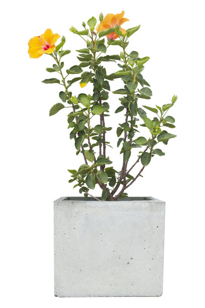 橙色木槿花，月季或泰国叫茶巴花盛开在水泥盆在花园隔离白色背景包括修剪路径。图片下载