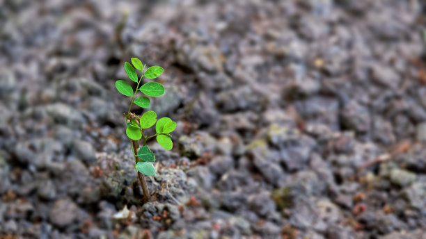 土壤上的小树苗图片下载