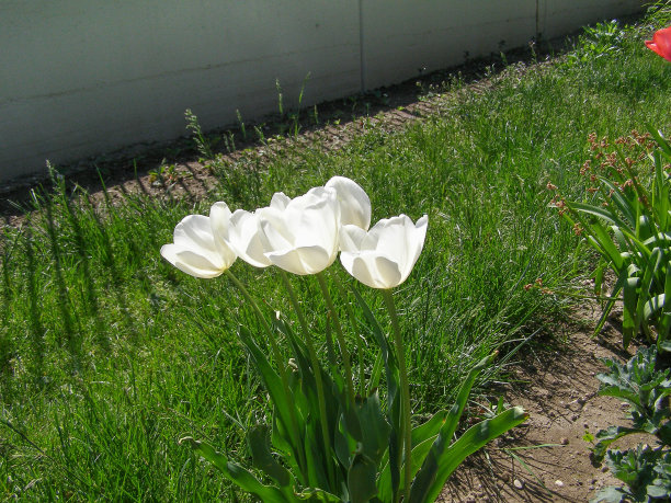 郁金香白花科学家。郁金香的名字图片下载