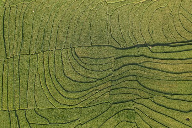 印尼绿色稻田鸟瞰图。茂盛的稻田。栽培稻。图片下载