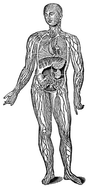 人体淋巴系统的医学插图- 19世纪图片下载