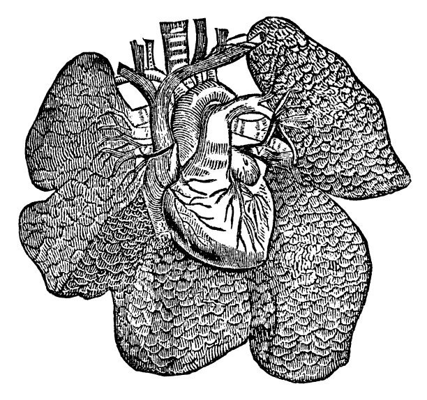 人体心脏的医学插图和周围肺叶的位置- 19世纪图片下载