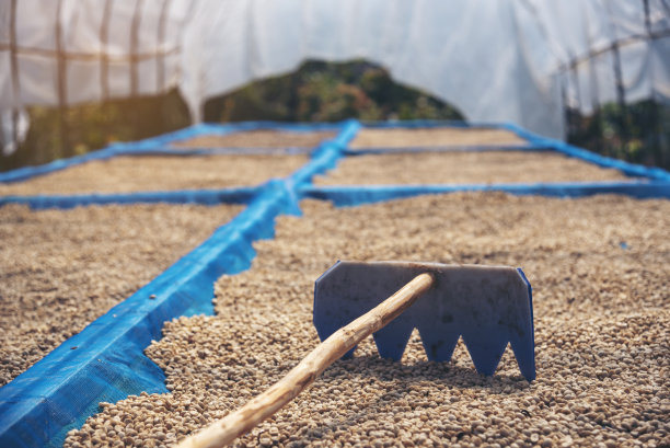 近距离手握生咖啡豆堆干绿种子。农民的手在生态农场挑选废棒未烤的谷物。农场种植阿拉比卡咖啡豆的农业对象。晒干的新鲜黑咖啡图片下载