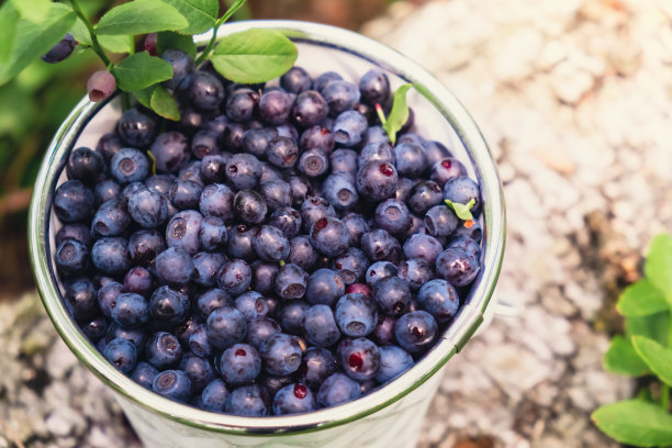 蓝莓的特写，在白色的桶里，在森林里有绿色的叶子。乡村生活园艺生态生活采摘浆果，采摘过程中，将收获的浆果放入森林中的玻璃罐中。成熟的野生黑莓越橘丛图片下载