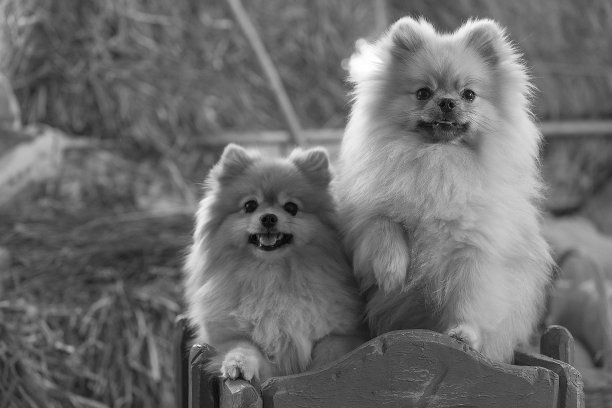 黑白照片，两只波美拉尼亚狗坐在一辆有轮子的木车里，背景是干草。万圣节的概念图片下载