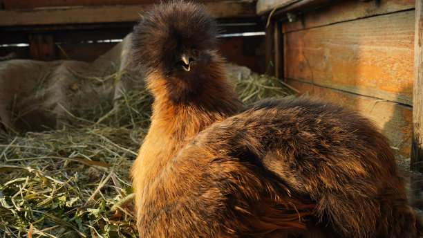 一只毛绒绒的母鸡坐在干草上。图片下载