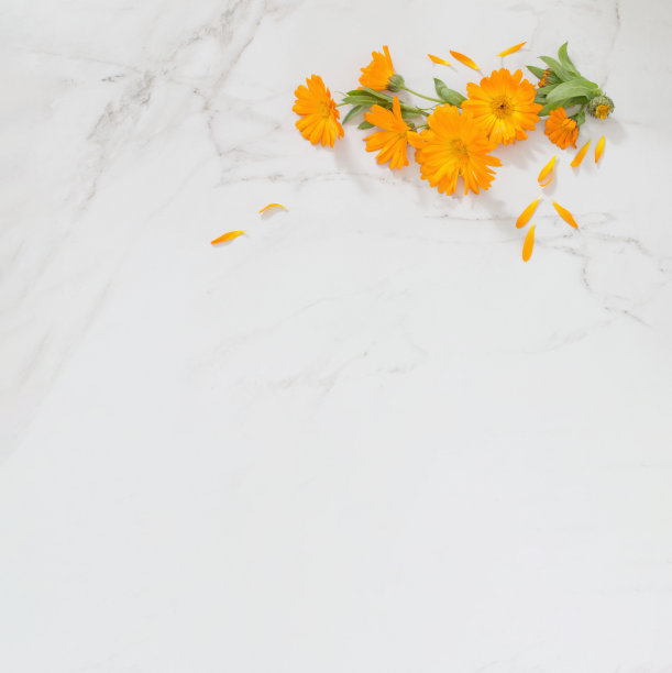 白色大理石背景上的橙色万寿菊图片下载