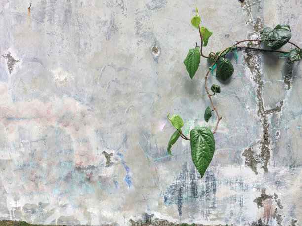 老石缝墙，长着青藤图片下载