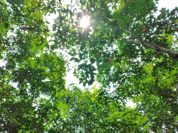 俯视图与树枝和树叶图片下载